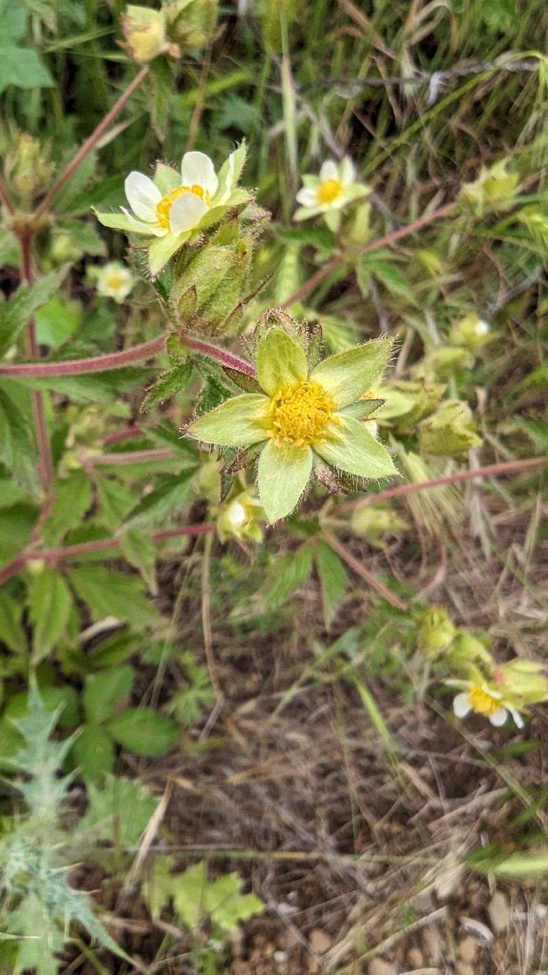 Drymocallis glandulosa var. glandulosa photo 7