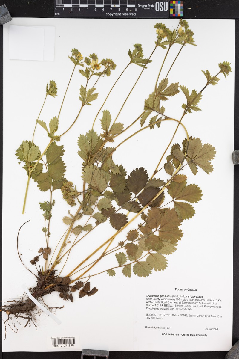 Drymocallis glandulosa var. glandulosa photo 8