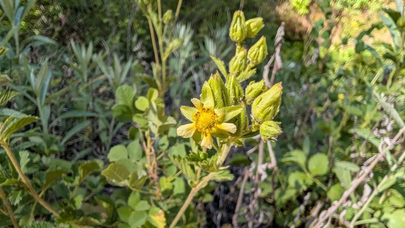 Drymocallis glandulosa var. reflexa