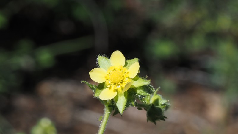 Drymocallis glandulosa var. reflexa photo 2