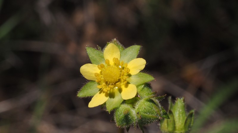 Drymocallis glandulosa var. reflexa photo 3