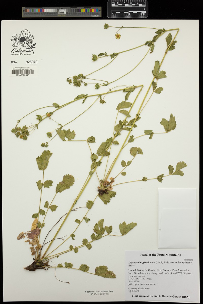 Drymocallis glandulosa var. reflexa photo 4
