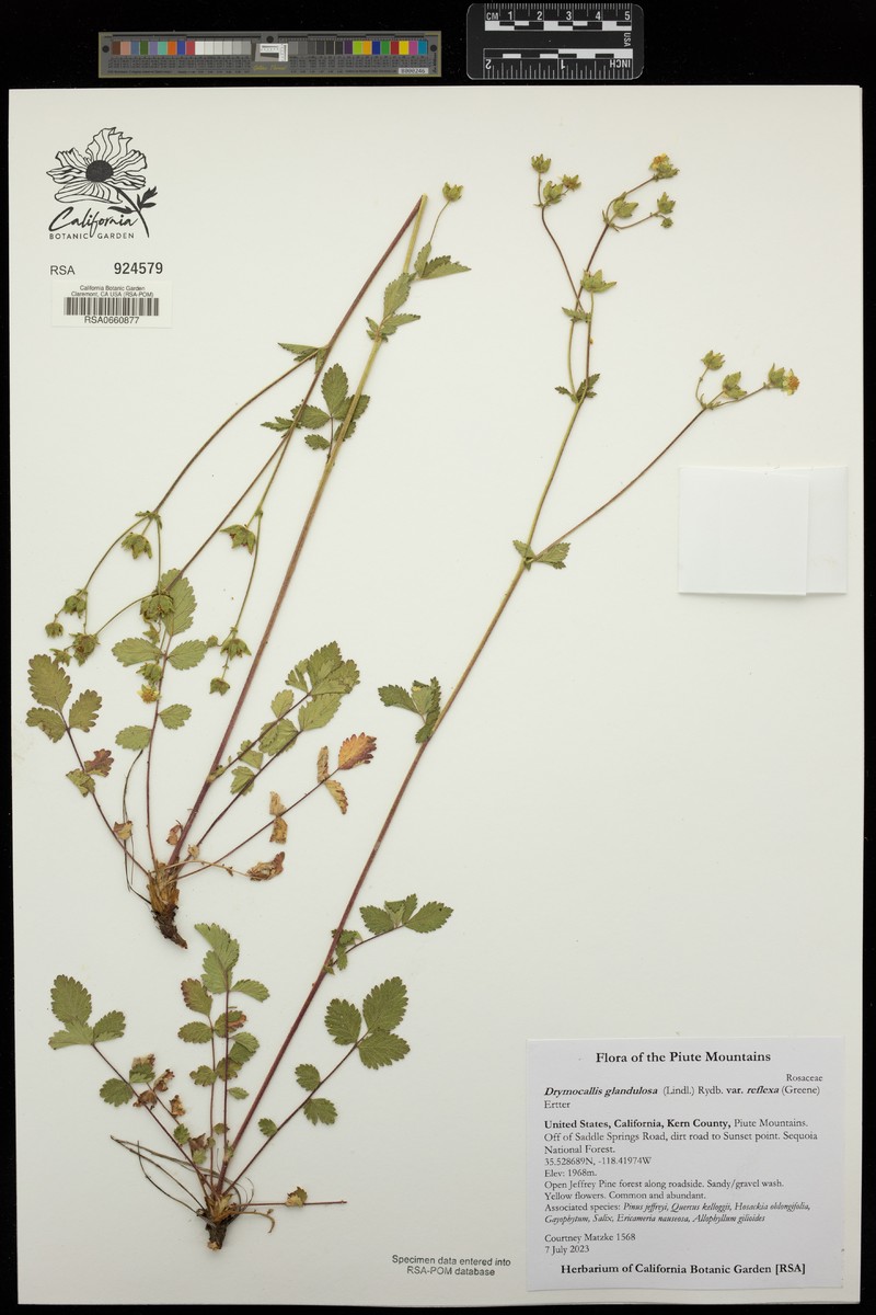 Drymocallis glandulosa var. reflexa photo 5