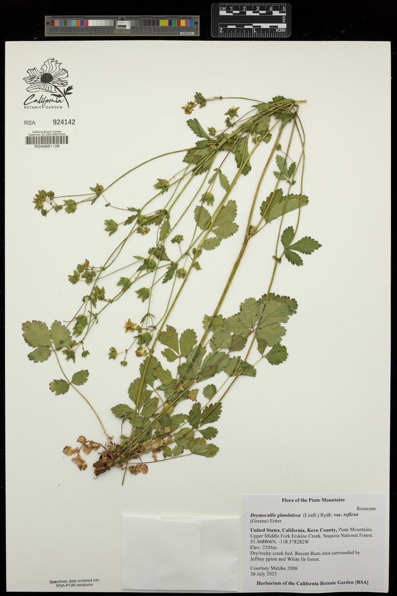 Drymocallis glandulosa var. reflexa photo 6