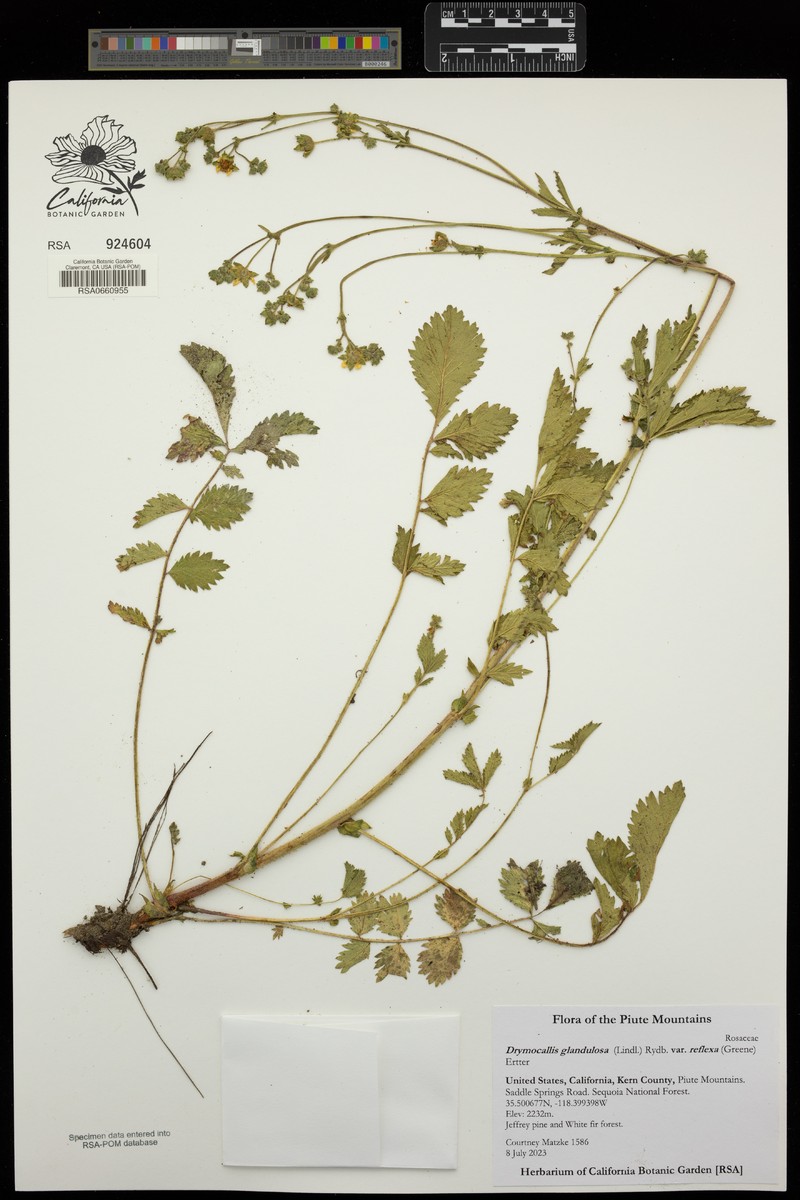 Drymocallis glandulosa var. reflexa photo 7