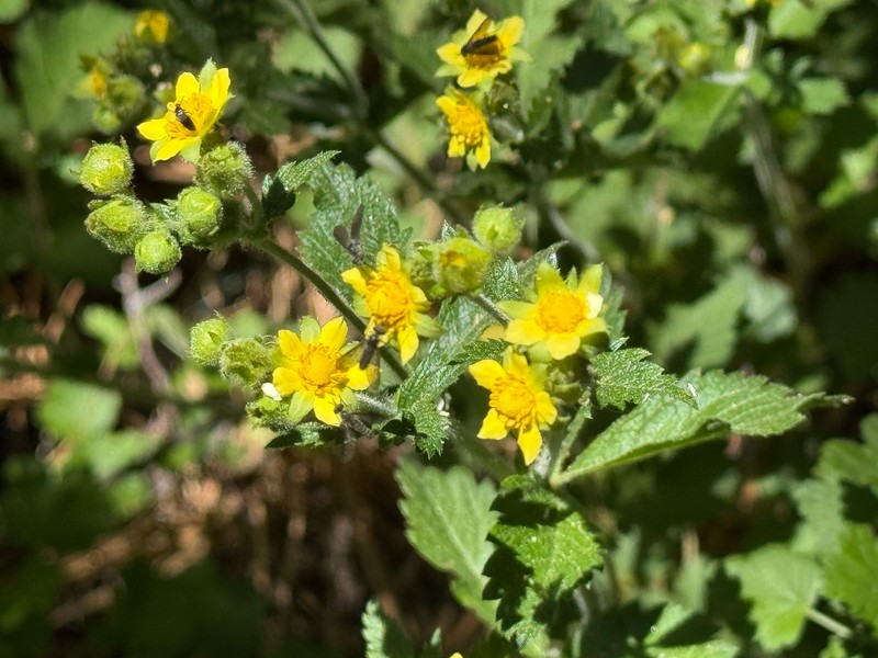 Drymocallis glandulosa var. viscida