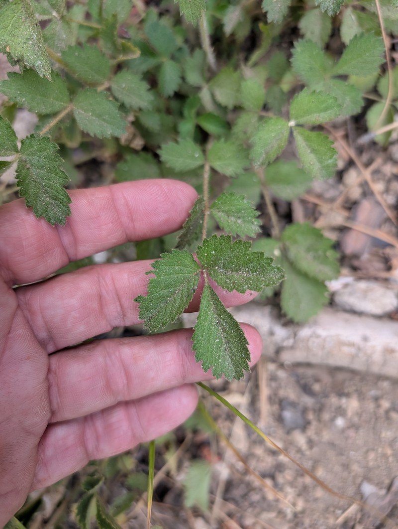Drymocallis glandulosa var. viscida photo 2