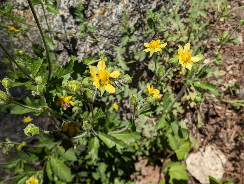 Drymocallis glandulosa var. viscida photo 3