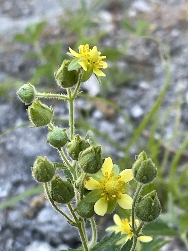 Drymocallis glandulosa var. viscida photo 4