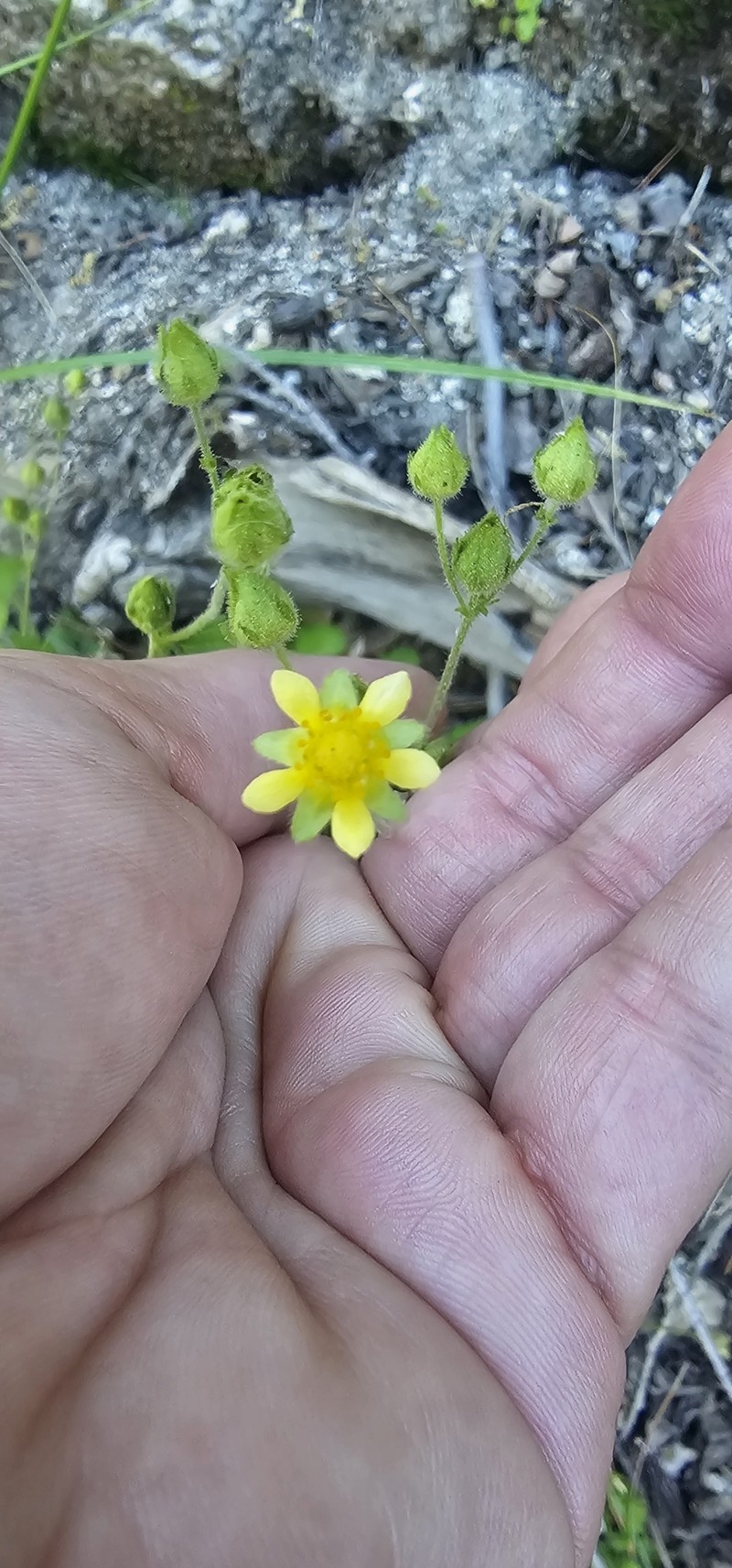 Drymocallis glandulosa var. viscida photo 5