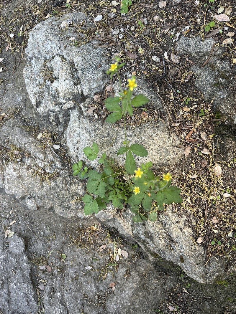 Drymocallis glandulosa var. viscida photo 6