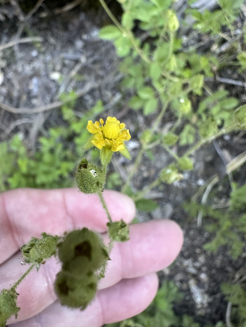 Drymocallis glandulosa var. viscida photo 7