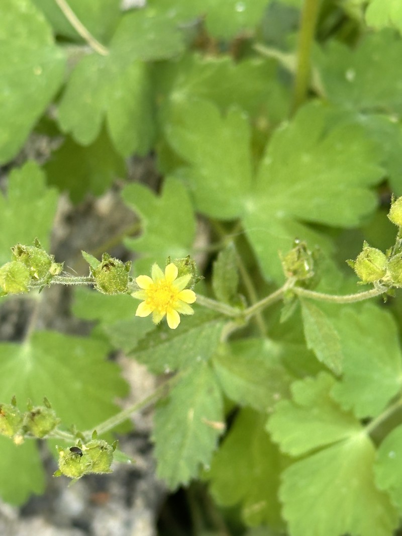 Drymocallis glandulosa var. viscida photo 8