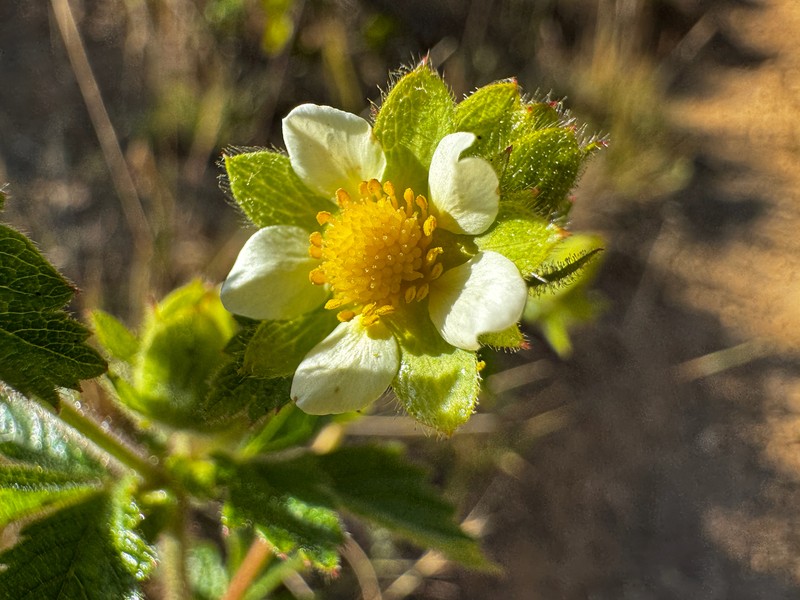 Drymocallis glandulosa var. wrangelliana