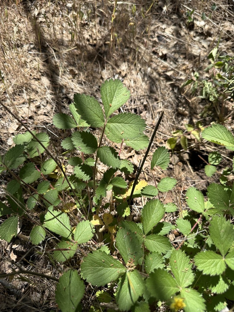 Drymocallis glandulosa var. wrangelliana photo 2