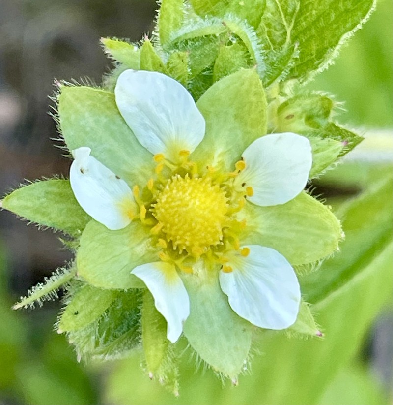 Drymocallis glandulosa var. wrangelliana photo 3