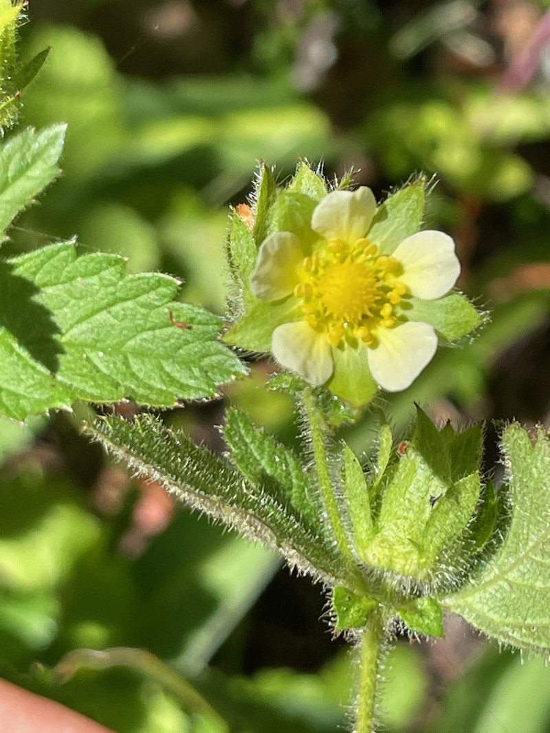 Drymocallis glandulosa var. wrangelliana photo 4