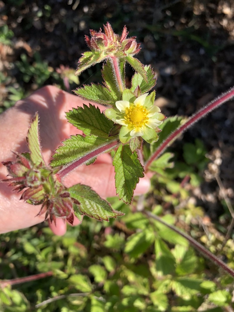 Drymocallis glandulosa var. wrangelliana photo 5