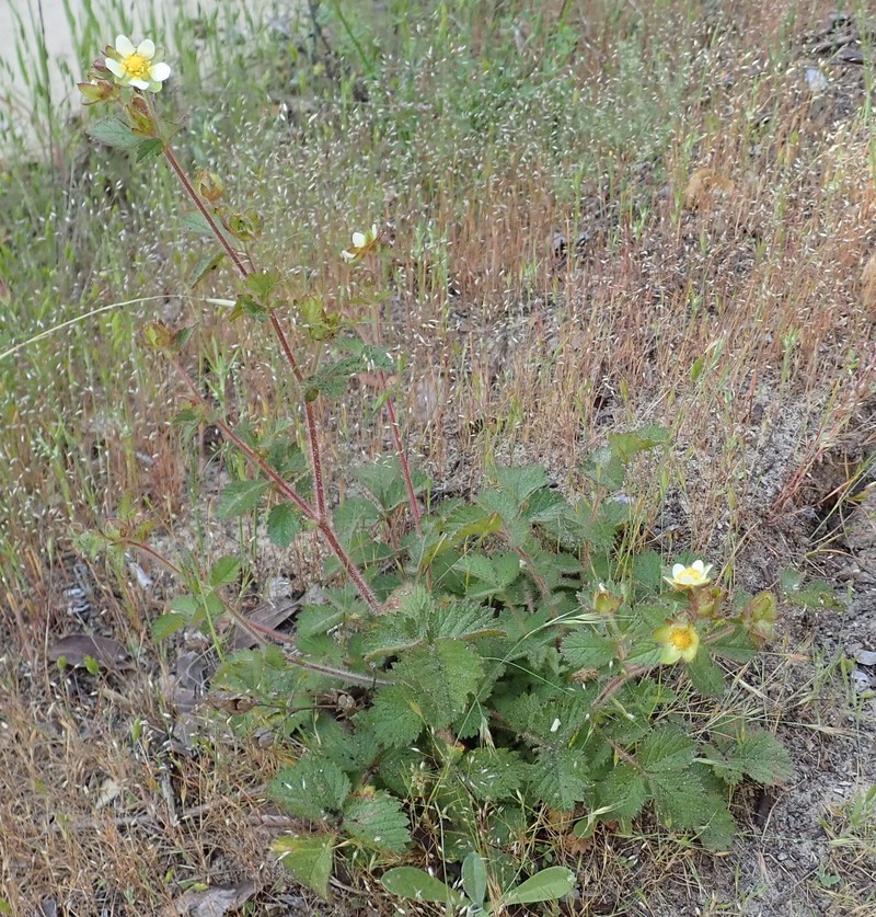 Drymocallis glandulosa var. wrangelliana photo 6