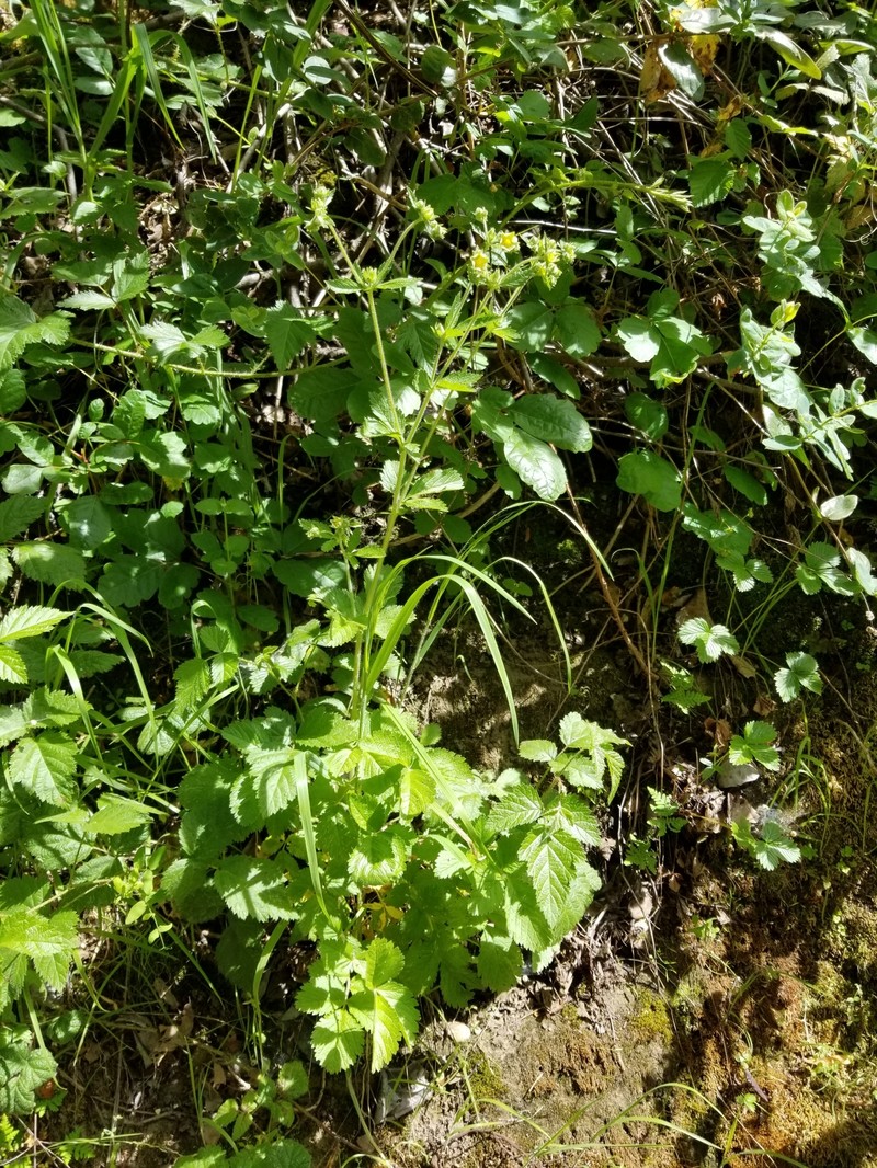 Drymocallis glandulosa var. wrangelliana photo 7