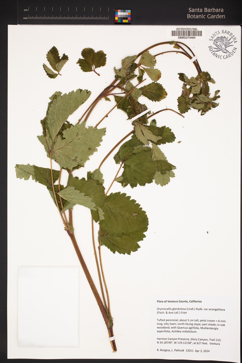 Drymocallis glandulosa var. wrangelliana photo 8