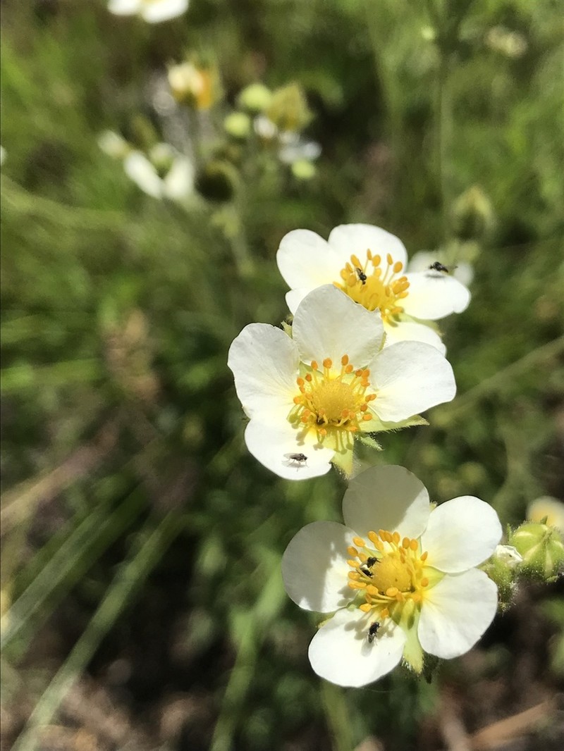 Drymocallis hansenii
