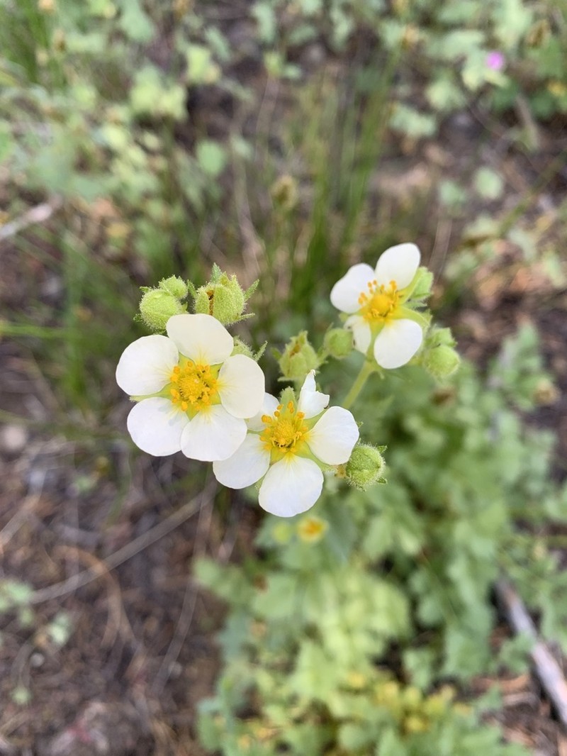 Drymocallis hansenii photo 3