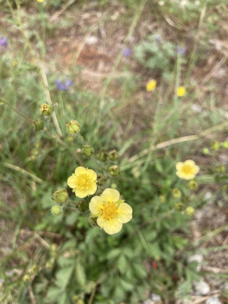 Drymocallis hansenii photo 4