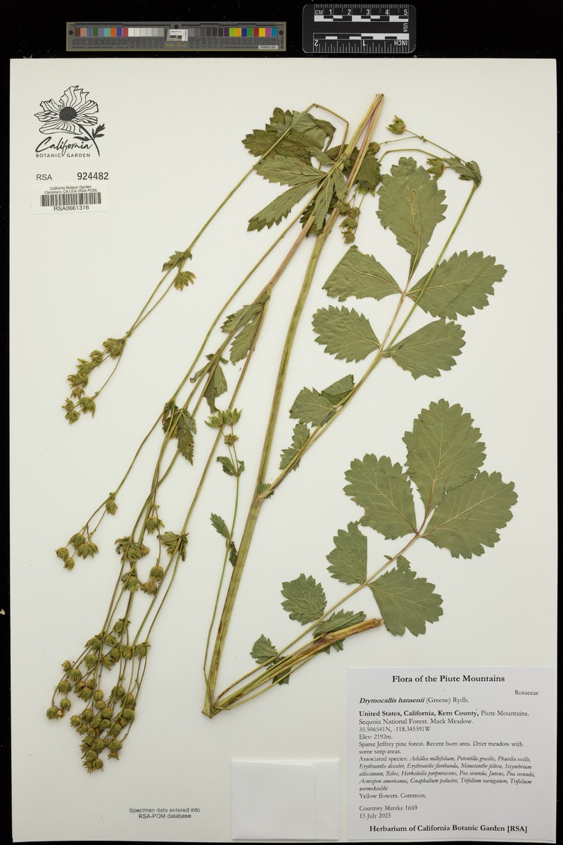 Drymocallis hansenii photo 5