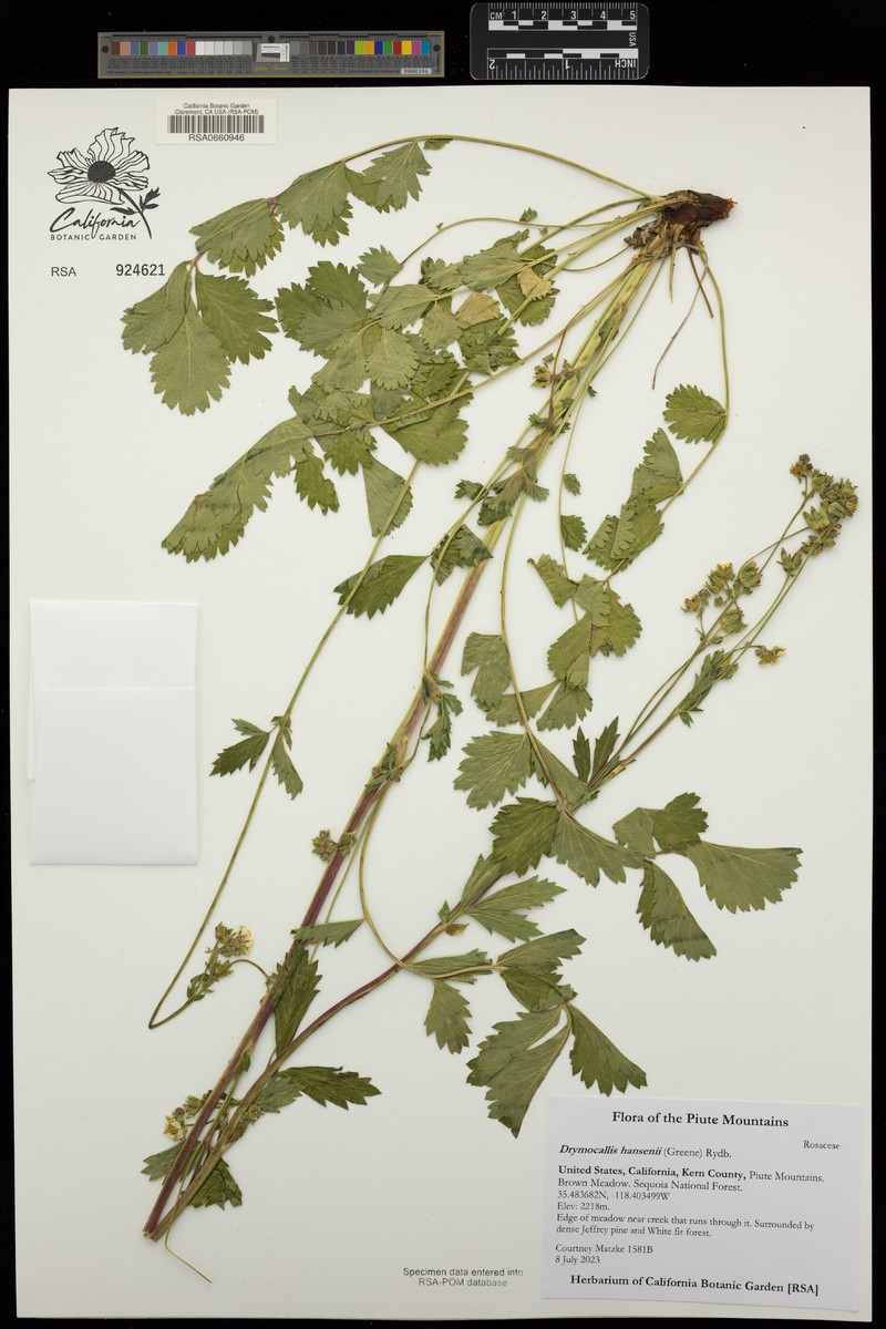 Drymocallis hansenii photo 6