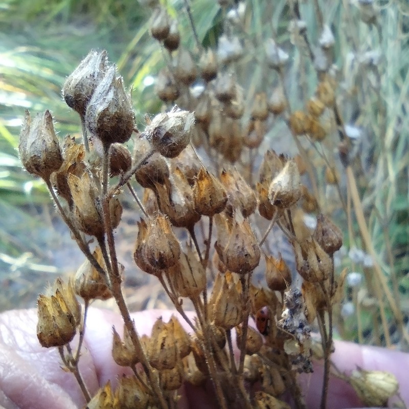 Drymocallis lactea
