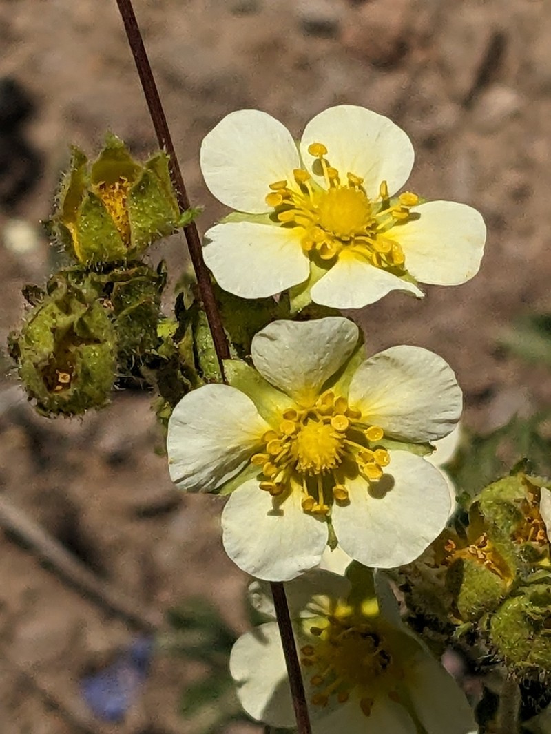 Drymocallis lactea photo 6