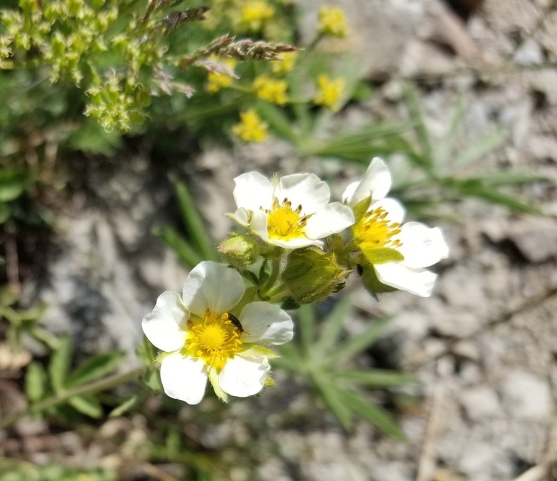 Drymocallis lactea photo 7