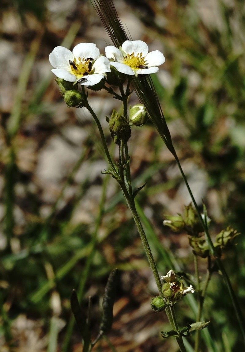 Drymocallis lactea photo 8