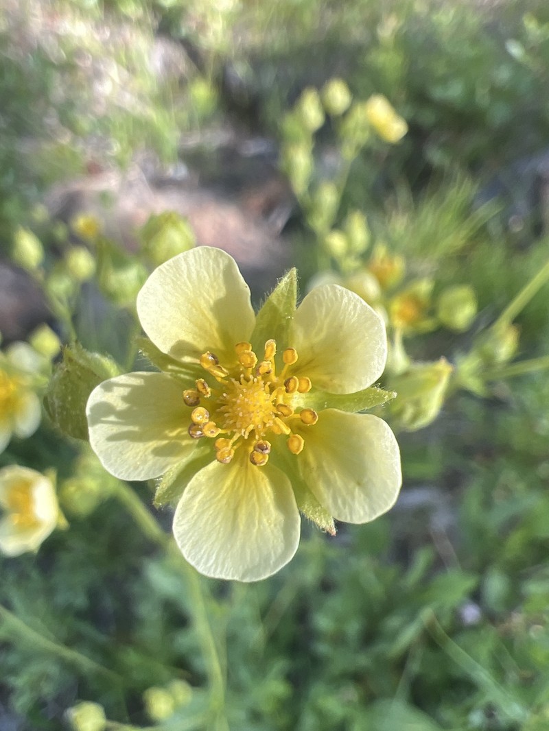 Drymocallis lactea var. austiniae