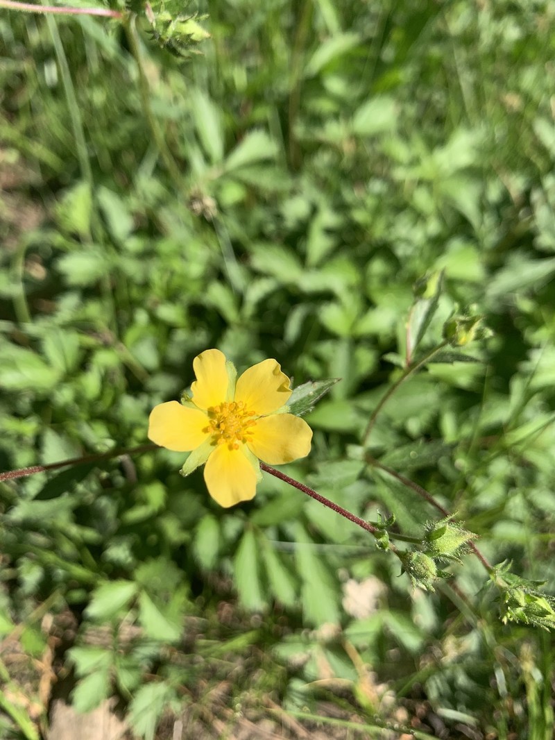 Drymocallis lactea var. austiniae photo 2