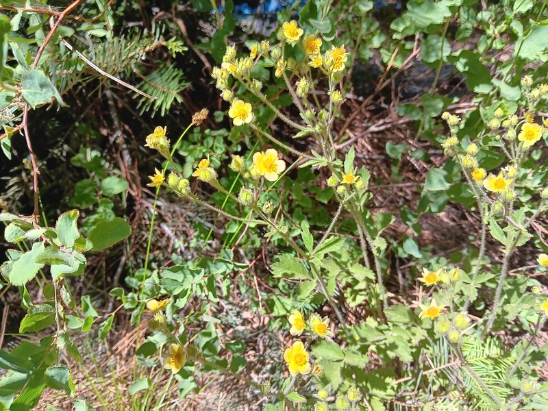 Drymocallis lactea var. austiniae photo 3