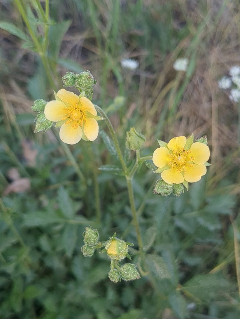 Drymocallis lactea var. austiniae photo 4