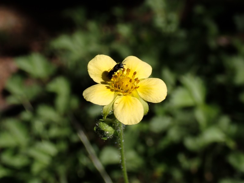 Drymocallis lactea var. austiniae photo 5