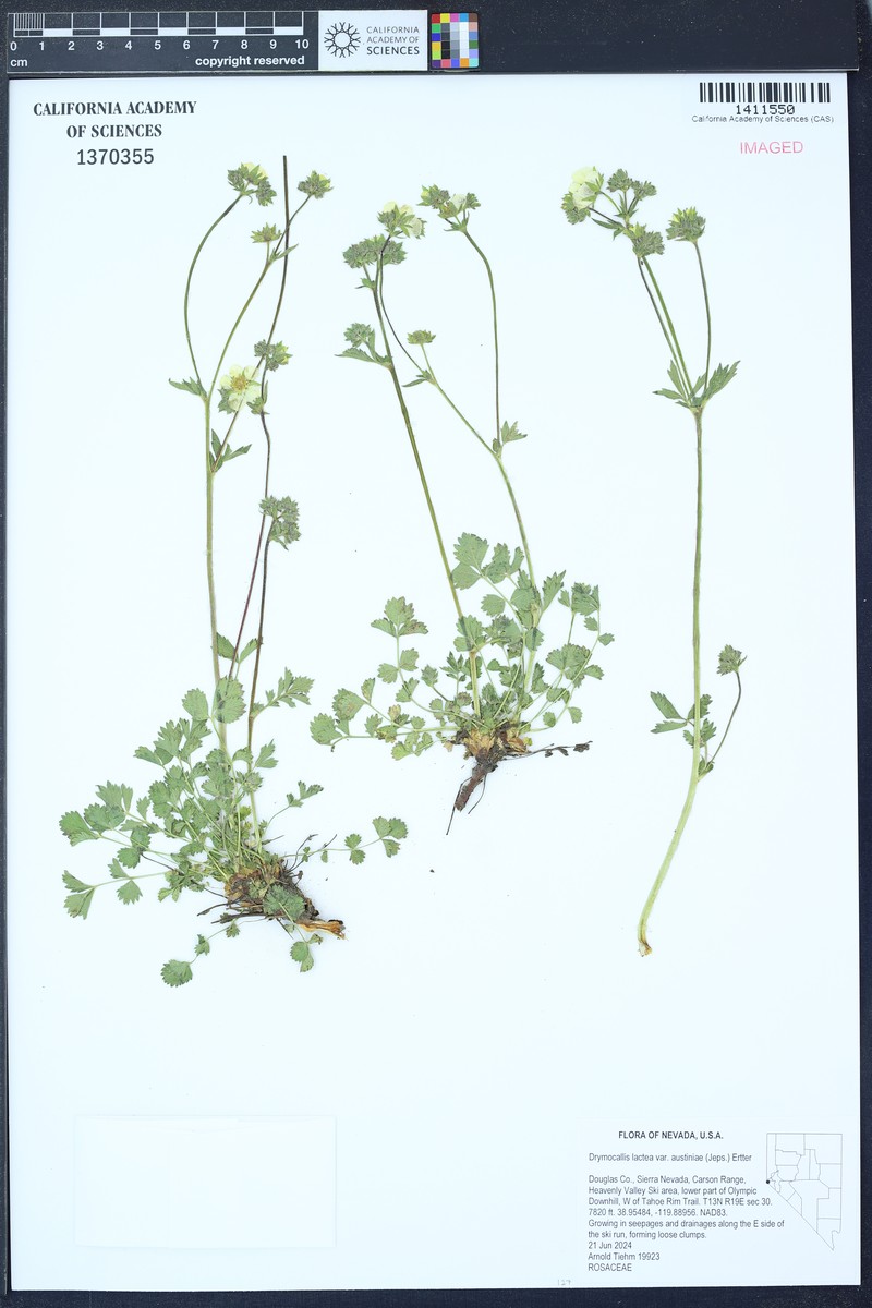 Drymocallis lactea var. austiniae photo 6