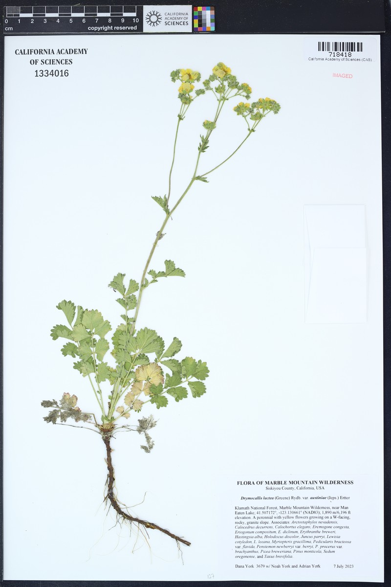 Drymocallis lactea var. austiniae photo 7