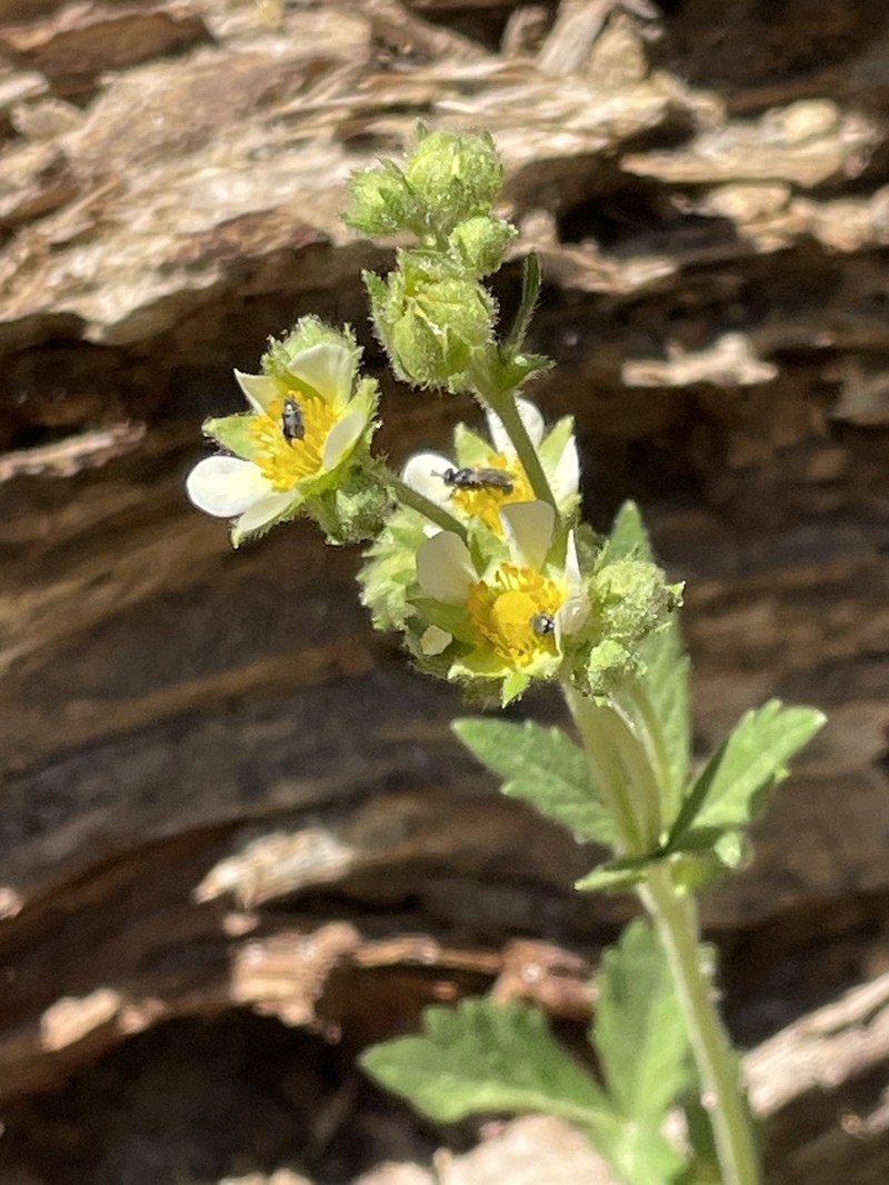 Drymocallis lactea var. lactea