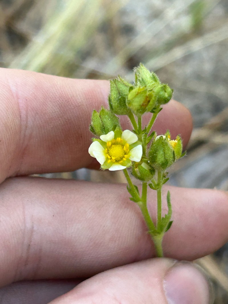 Drymocallis lactea var. lactea photo 2