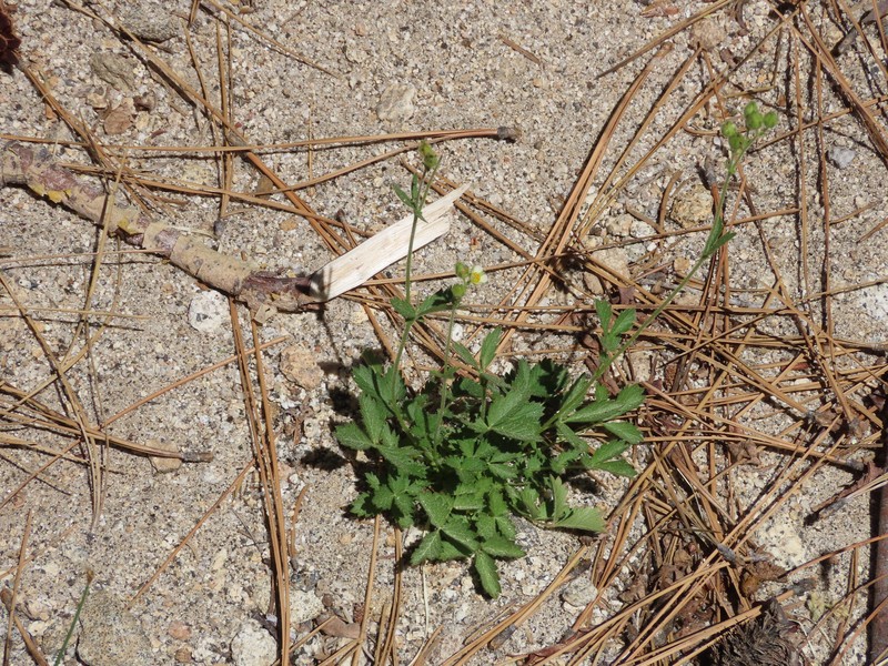 Drymocallis lactea var. lactea photo 3