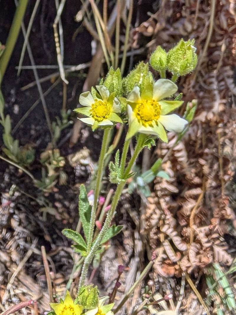 Drymocallis lactea var. lactea photo 4