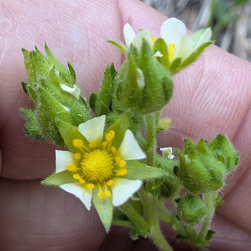 Drymocallis lactea var. lactea photo 5