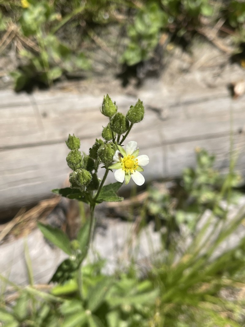 Drymocallis lactea var. lactea photo 8
