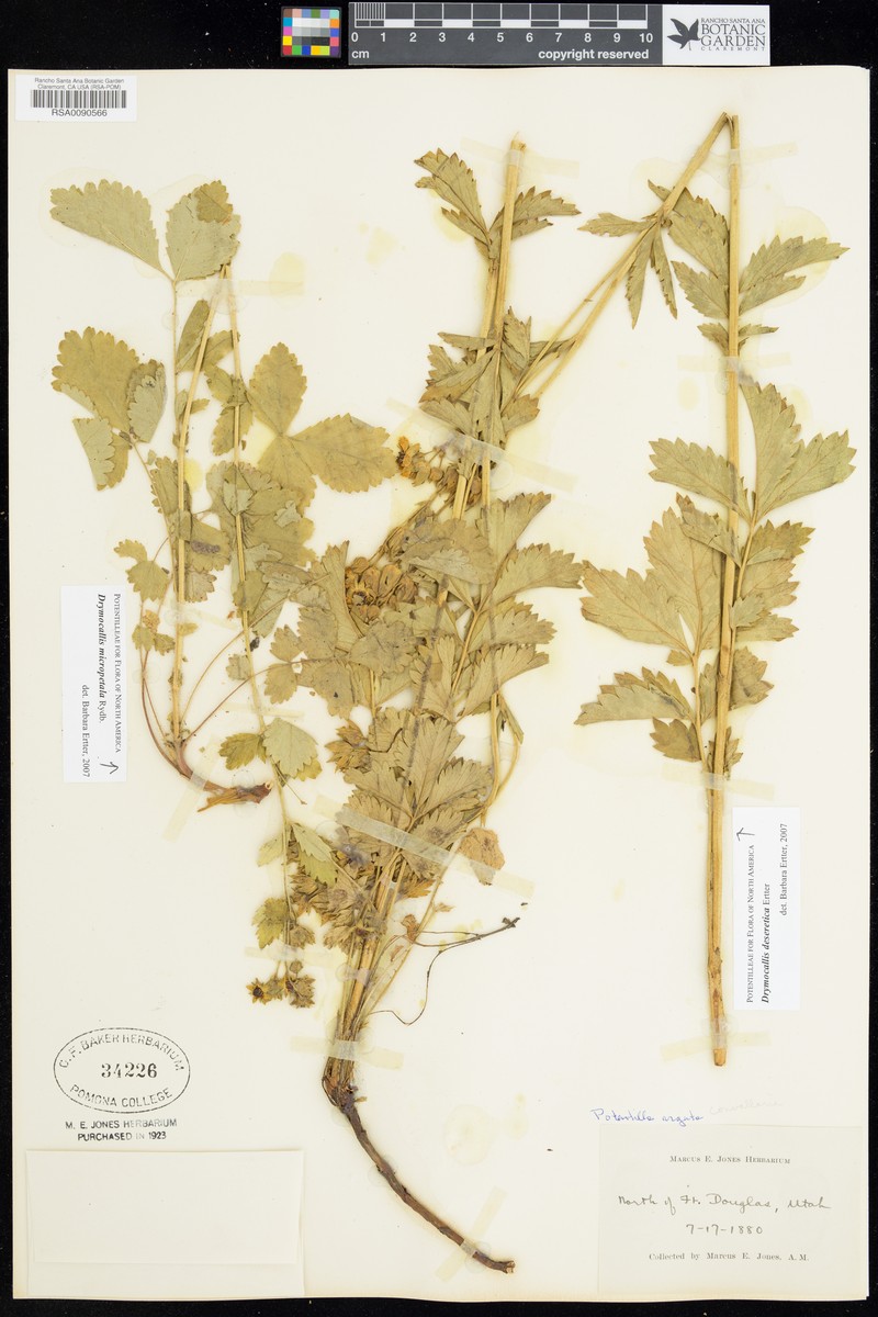 Drymocallis micropetala