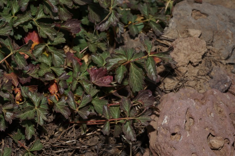 Drymocallis pseudorupestris