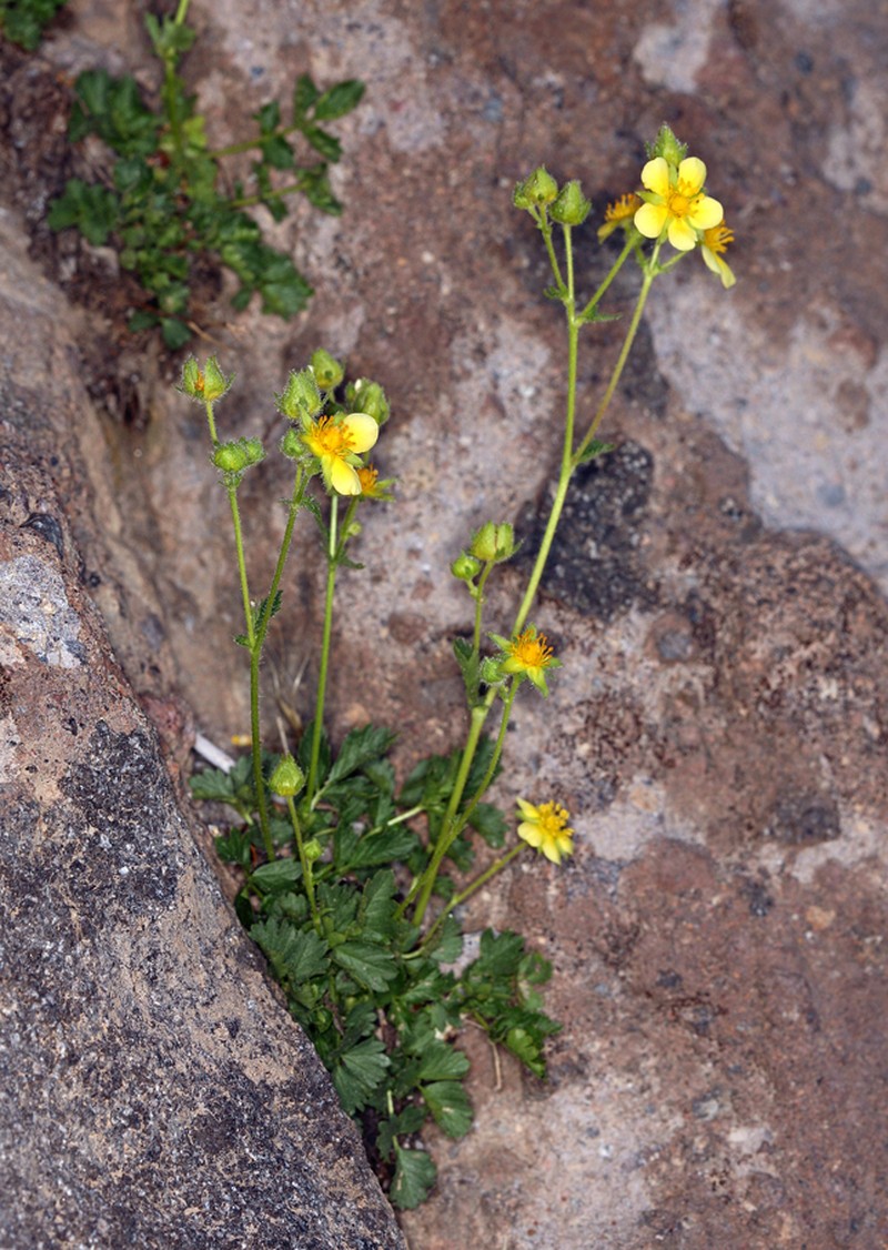 Drymocallis pseudorupestris photo 2